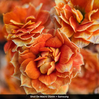Macro Lens Edition - Samsung Ultra